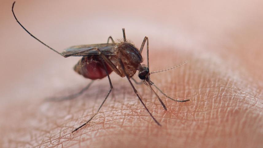 mosquito-web.jpg