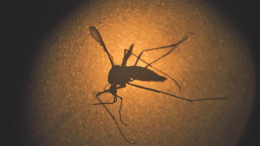 mosquitoes