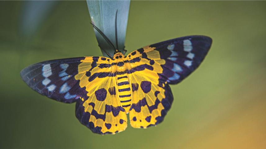 moth.jpg