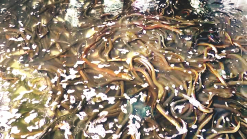 Mud eel.jpg