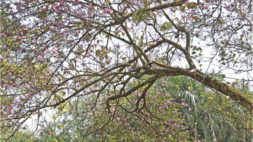 Nature
