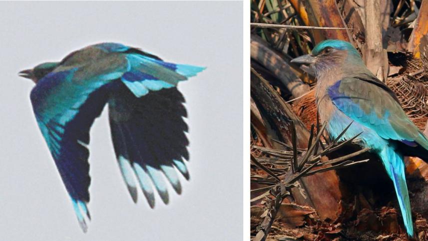 new bird.jpg