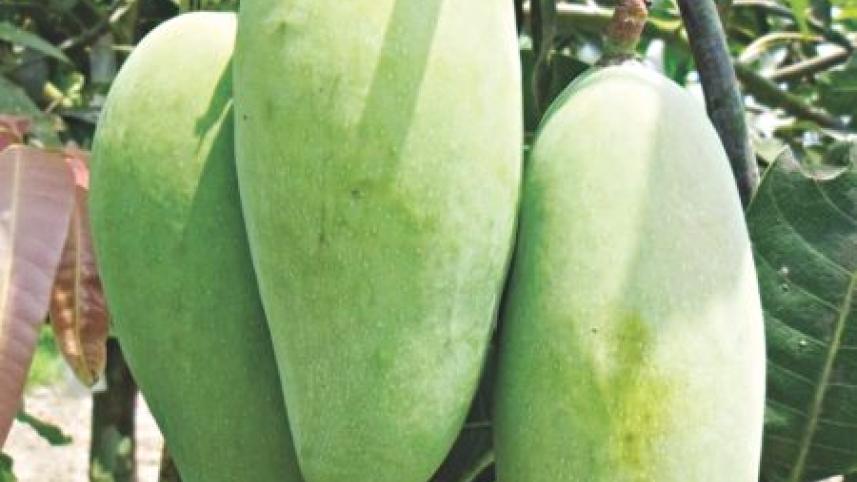 new mango.jpg