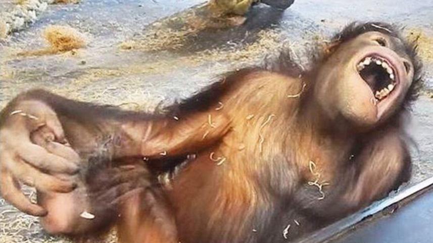 Orangutan.JPG
