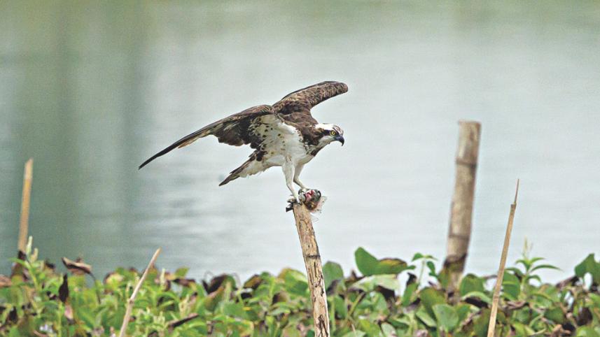 Osprey.jpg