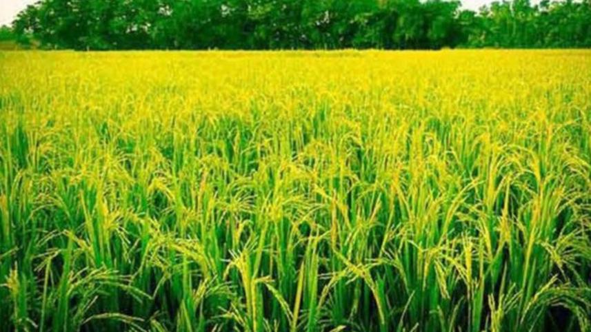 paddy-web.jpg