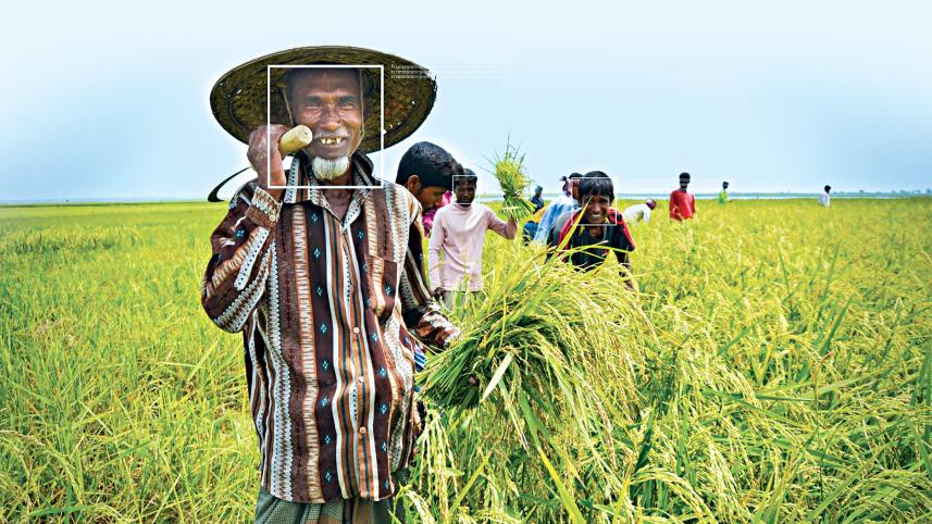 paddy.jpg