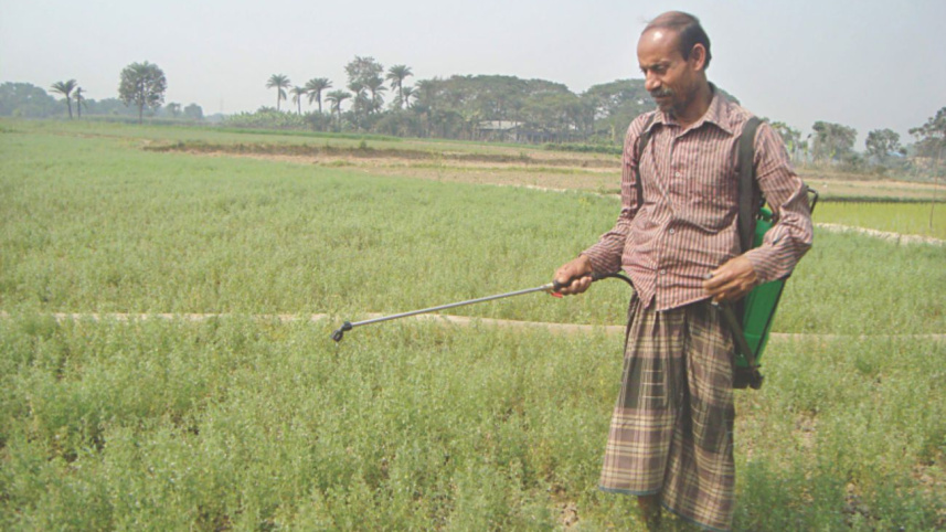 paddy farmer