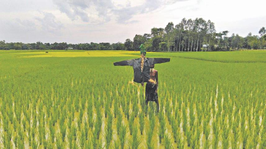 paddy field.jpg