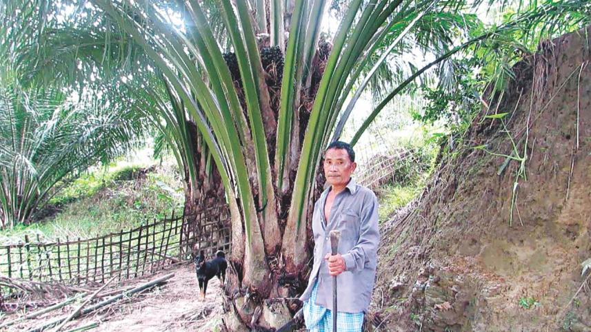palm.jpg