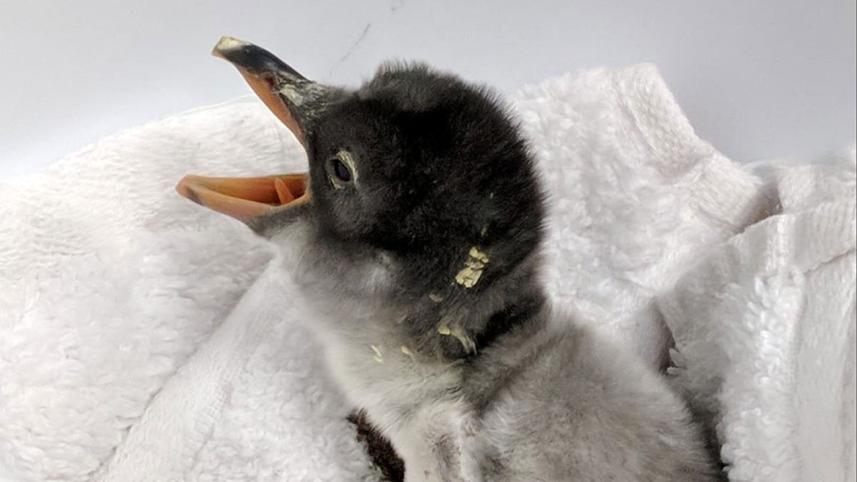 penguin.jpg
