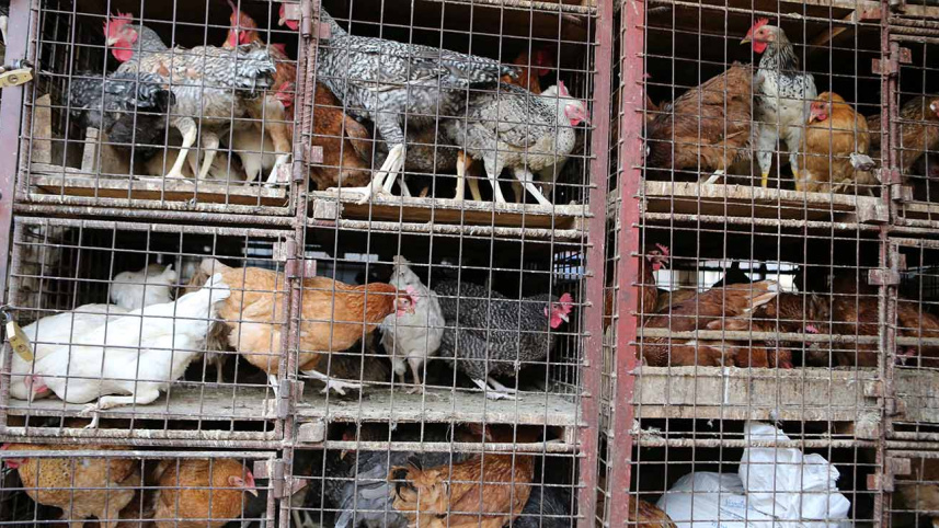 poultry.JPG