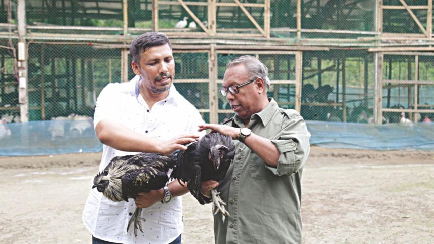 poultry.jpg