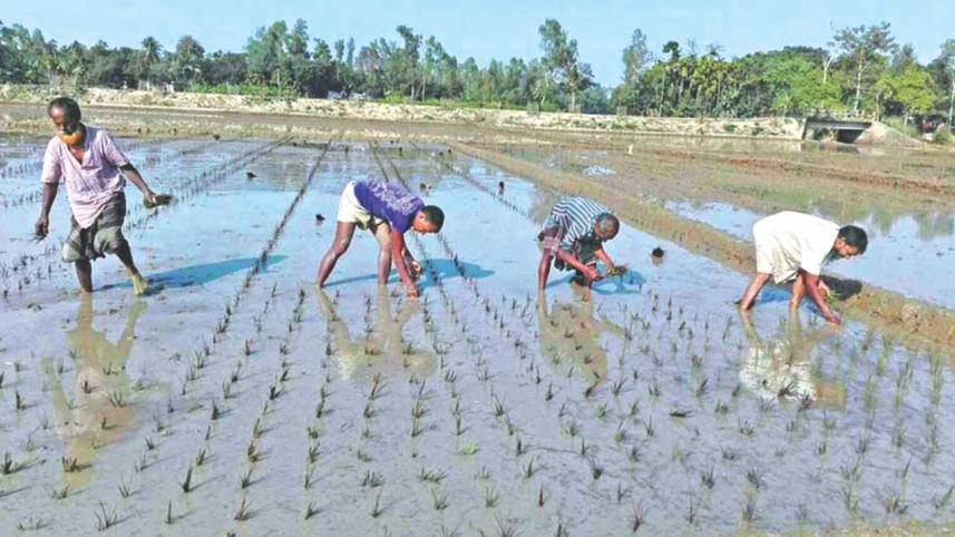 purple paddy 1.jpg