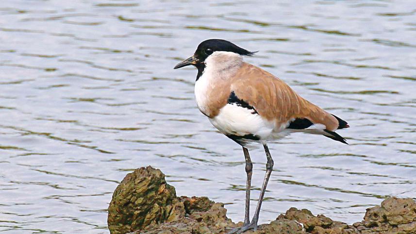 rare bird.jpg
