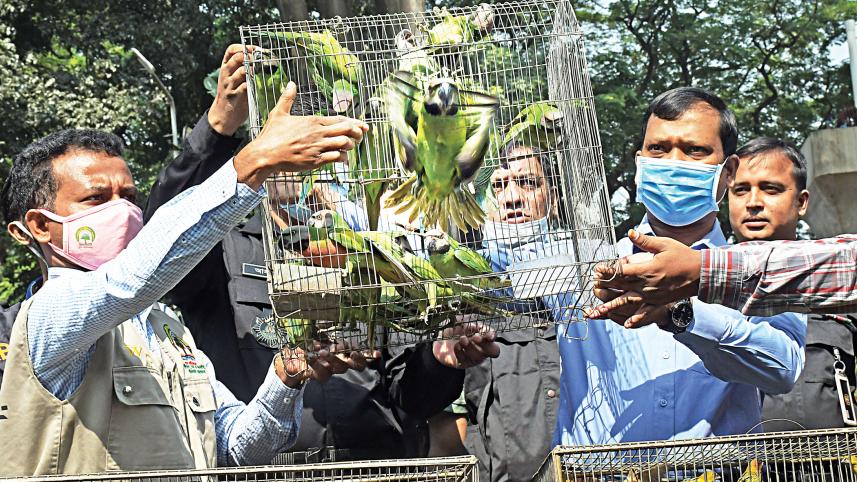 rescued-birds.jpg