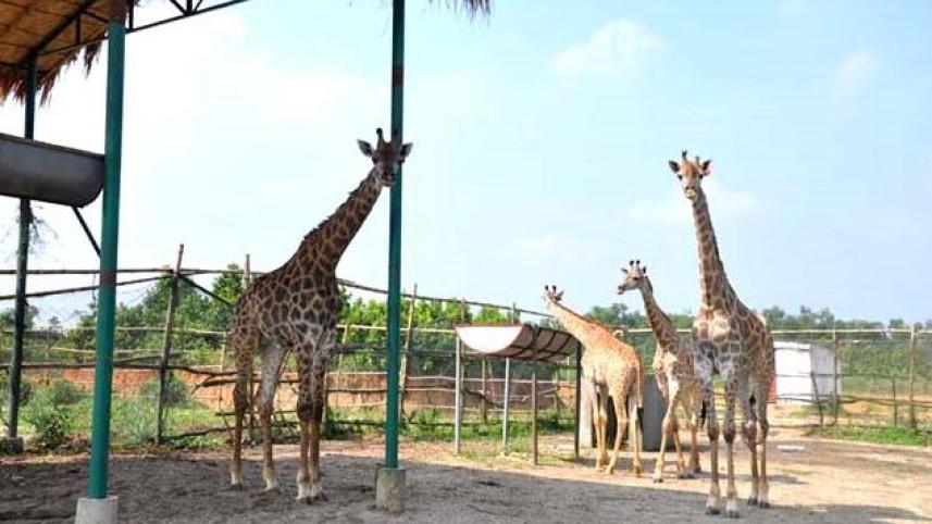 Safari_park.JPG