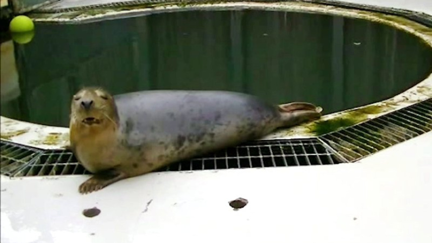 seal.jpeg