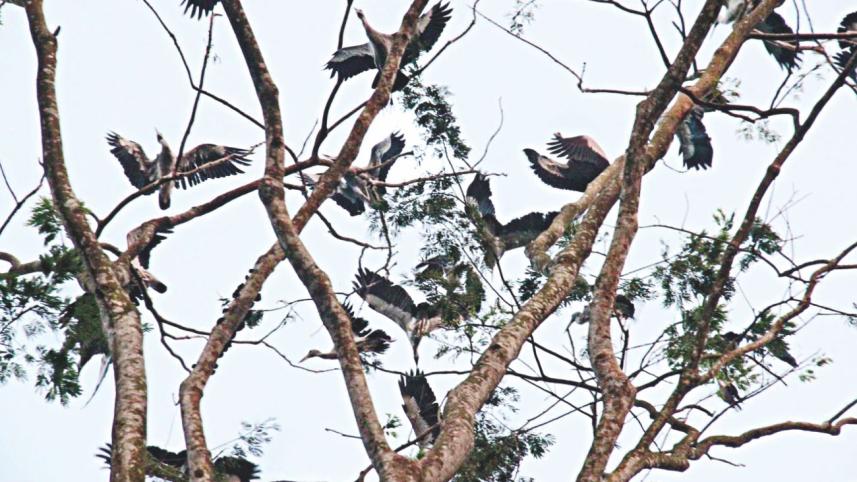 shamuk bhanga.jpg