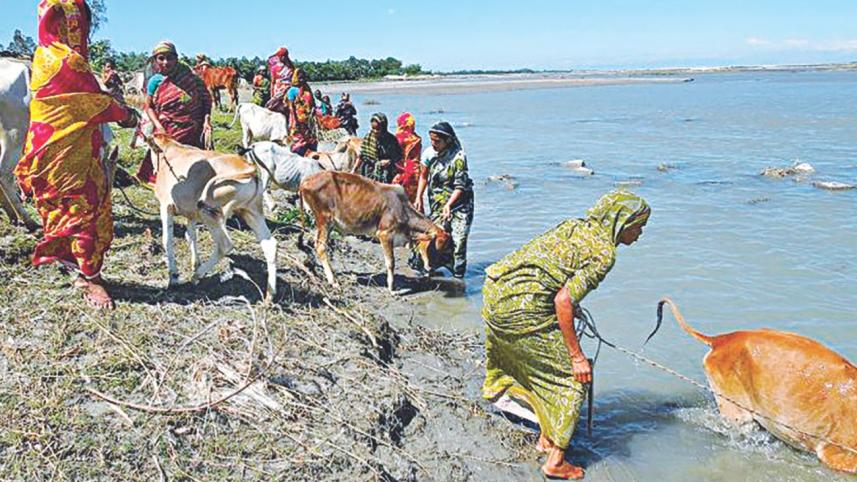 Shared cattle rearing.jpg