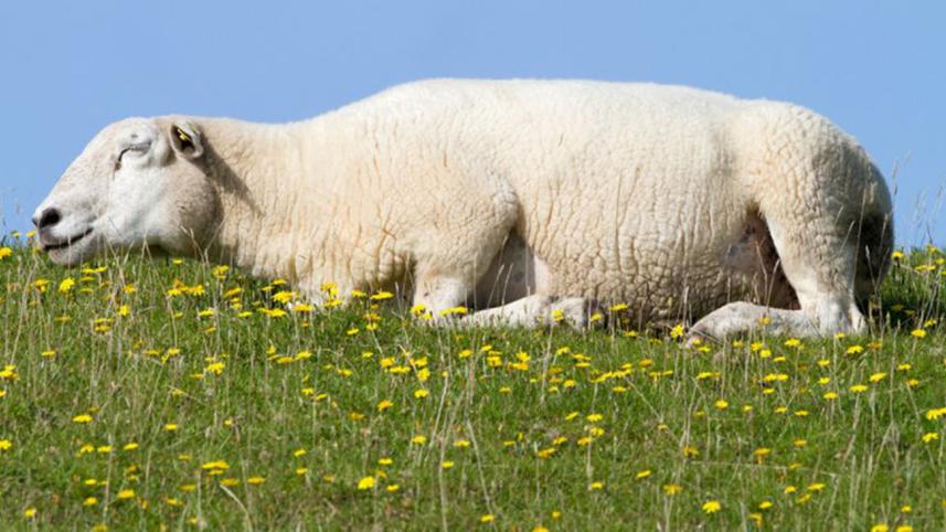 sheep-1WB.jpg