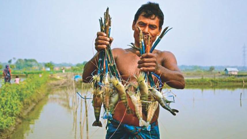 shrimp_1.jpg