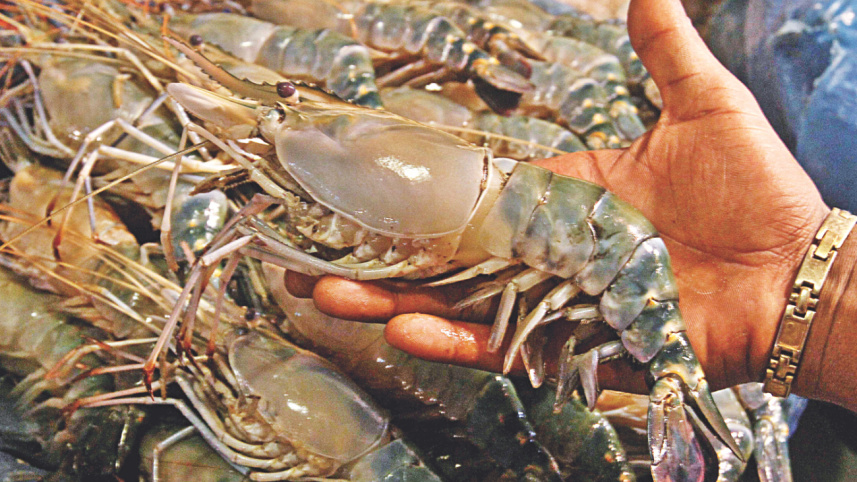shrimps.jpg