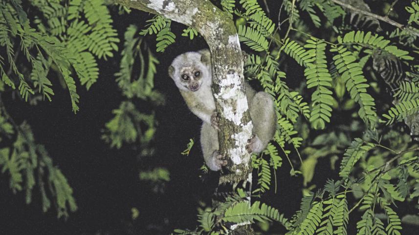 Slow Loris.jpg