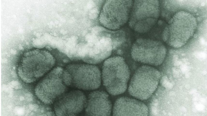 Smallpox treatments