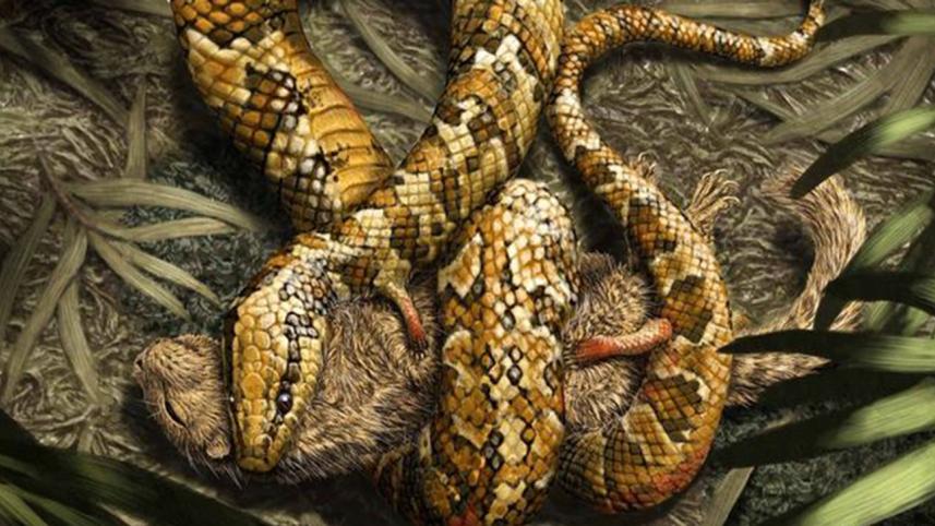 Snake1.jpg
