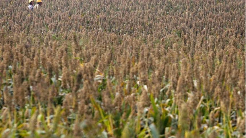 sorghum.jpg