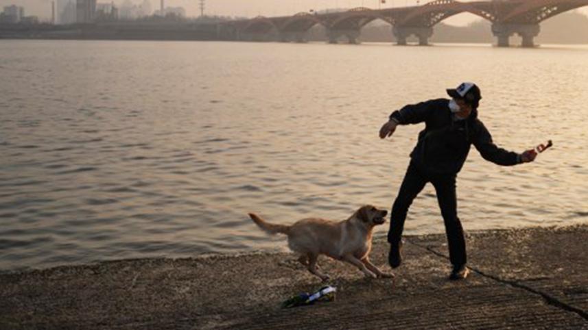 South Korea dog