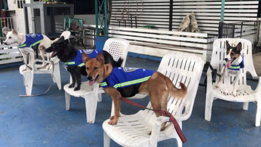 Stray dog-wb.jpg