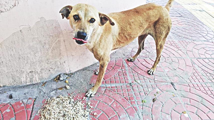 stray dog.jpg