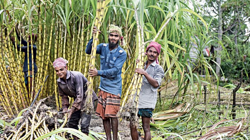 Sugarcane-cultivation-1.jpg