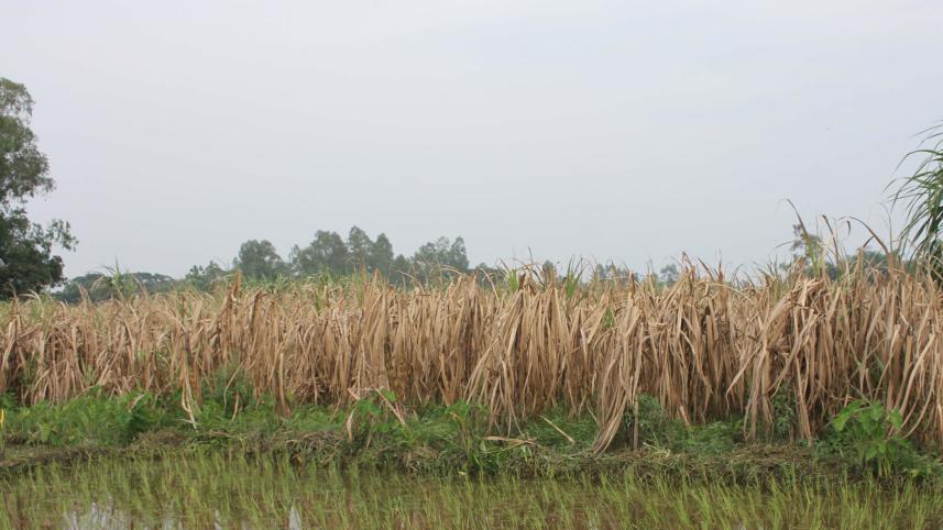 sugarcane.jpg