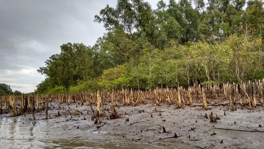 Sundarbans-gunfight.jpg
