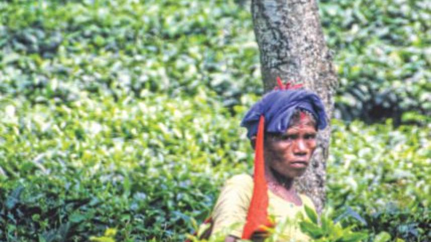 tea gardens