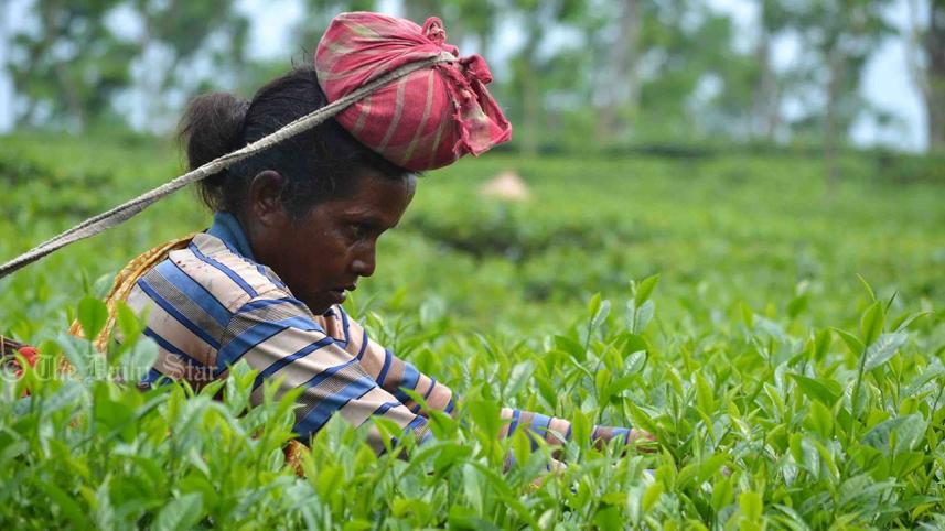 Tea_Labours