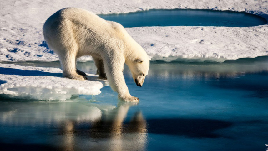 The-Arctic.jpg