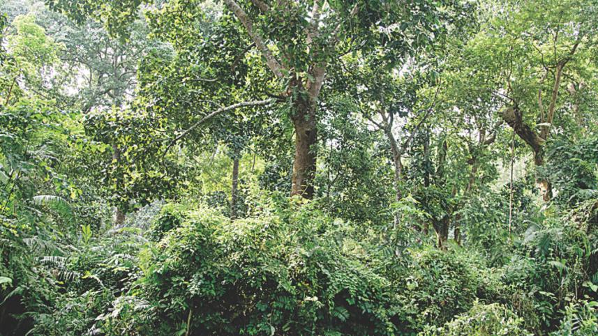 The greenery.jpg