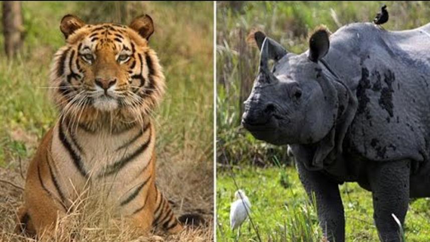 tiger-rhino.jpg