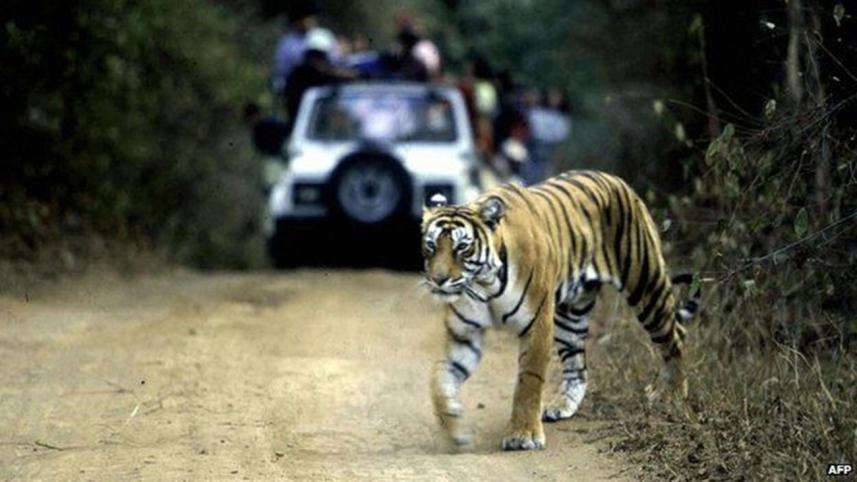 tiger new.jpg