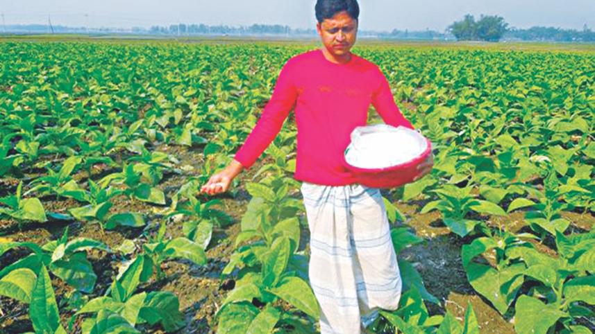 Tobacco cultivation fertiliser 1.jpg