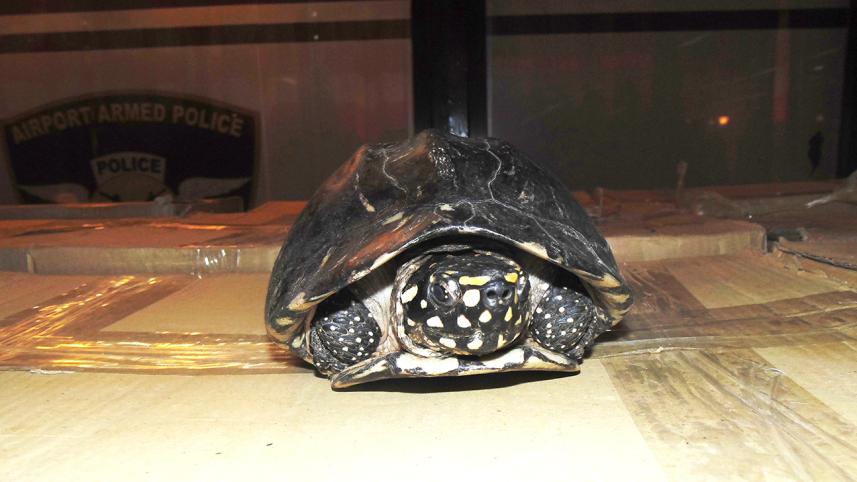 tortoise.jpg