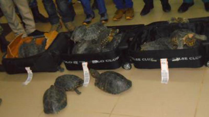 tortoises_PAlo.jpg
