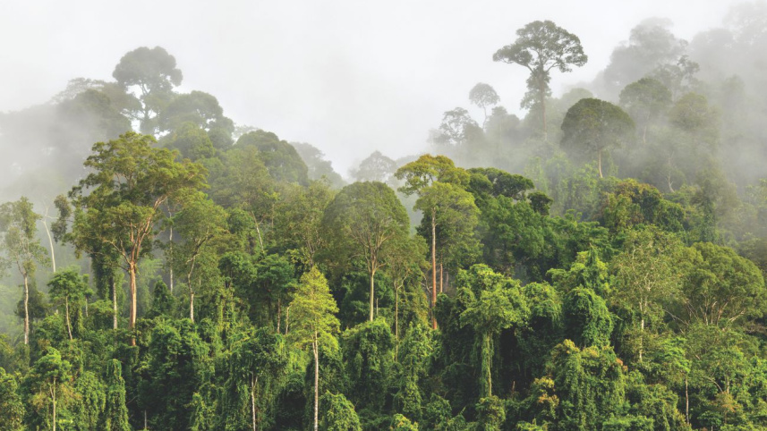 tropical forest.jpg