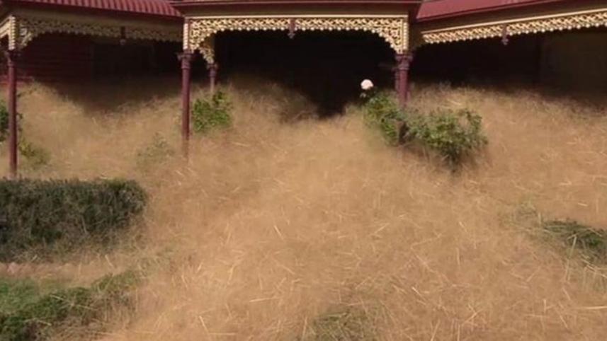 Tumbleweed-1WB.jpg