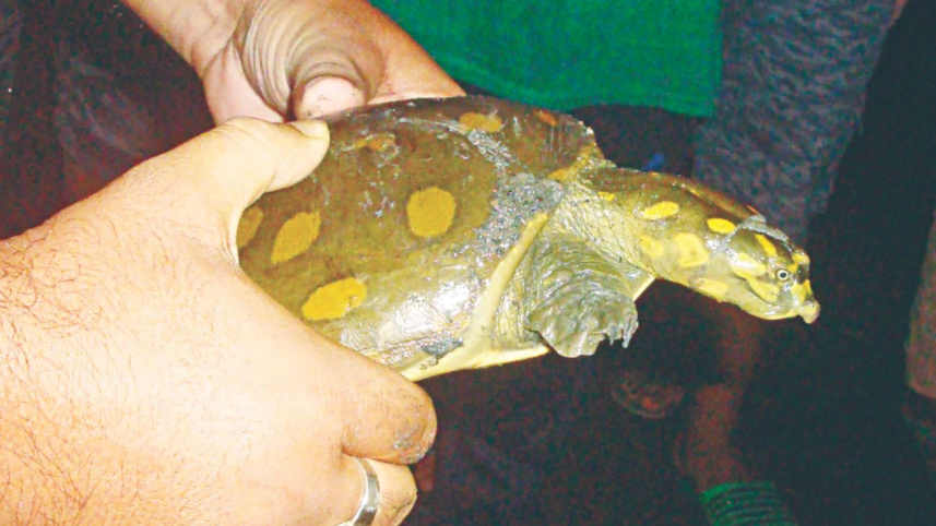 turtle.jpg