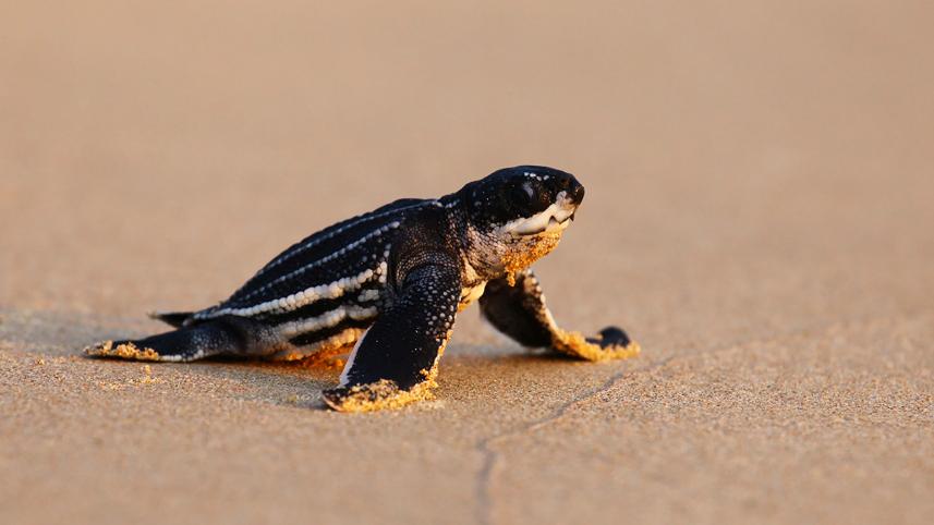 turtle.jpg